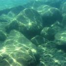 Photo: underwater photo of algae on rocks