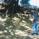 Man stands at base of tree along creek assessing erosion to the creekbank.