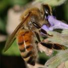 Photo: Honey bee collecting nectar from a flower