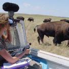 Photo: Woman in truck with recording equipment facing a bison herd