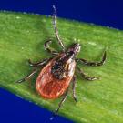 Photo: Black-legged tick