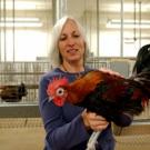 Mary Delany of  animal science, co-author of research analyzing the chicken genome, holds a Red Jungle Fowl &mdash; the type of chicken used in the sequencing and the ancestral species of all domestic chicken breeds. 