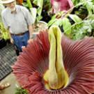 photo of visitors looking at Ted the Titan in bloom