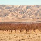Dry fields and orchard looking at the barren California coastal hills