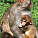 Photo: Female rhesus macaque  and infant