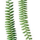 Photo: two fern fronds