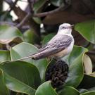 Making its first documented visit to Yolo County, a scissor-tailed flycatcher, above, has drawn bird enthusiasts to campus from throughout the region. 