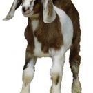 photo: goat
