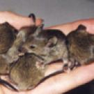 Mice