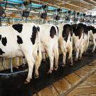 Holstein cows lined up in milking shed