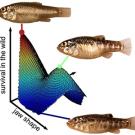 Graphic showing three pupfish and the evolution of the jaw