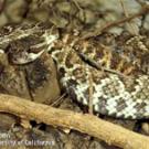 photo: rattlesnake