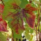 Red-blotched grape leaves