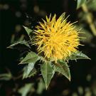 Photo: Safflower