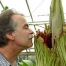 Conservatory staffer Doug Walker gives a test sniff to "Ted the Titan" as the plant begins its odoriferous bloom. (Debbie Aldridge/UC Davis Mediaworks)