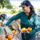 Woman packs fruit at the Student Farm.