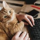 Cat on keyboard