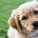 Golden retriever puppy