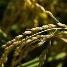 Seeds on a head of rice against a background of vegetation. 