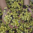 Hands scooping mixed green and purple olives in a bin