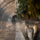 A worker tending to grapevines in a misty vineyard during sunrise.