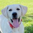 A closeup of Cali, a Labrador retriever, with her tongue handing out
