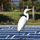Great Egret rests atop solar panels over water with grass and trees in background