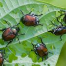 A cluster of six shiny brown beetles on a green leaf with noticeable leaf damage.