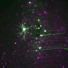 Green blobs connected by green tendrils over purple blobs in a roughly geometric pattern. The background is black. 