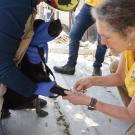 Janet Foley squats in yellow vest while administering treatment via syringe to black dog's foot to prevent Rocky Mountain spotted fever while the dog is has a blue cloth over its muzzle and is held by a person in purple gloves.