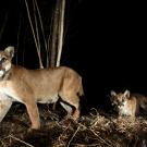 Mountain lion female P65 walks with moutain lion kitten in dark