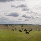 cows grazing in field