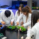 Students wearing white lab coats gather around a table in a lab setting. Several of them are stooped over, closely looking at green plants on a pair of trays.