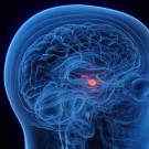 Medical illustration of translucent blue head showing brain with red highlighted deep region, called the amygdala. UC Davis researchers have found that increased amygdala activity when looking at a face predicted increased peer involvement for girls, but less peer involvement for boys.(Adobe Stock)