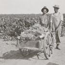 Two farmers in hats pushing a cart of produce along a dirt road, black-and-white photograph