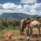 A child in northern Kenya stands next to his camels.