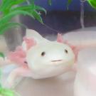 Photo of axolotl