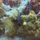 cleaner goby with bright blue stripe cleans grouper in coral reef