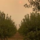 Smoke from the megafires in California in 2020 fill the sky over almond orchards in the Central Valley. (Zac Ellis/UC Davis)
