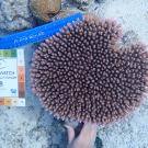 Assessing coral health with a color chart