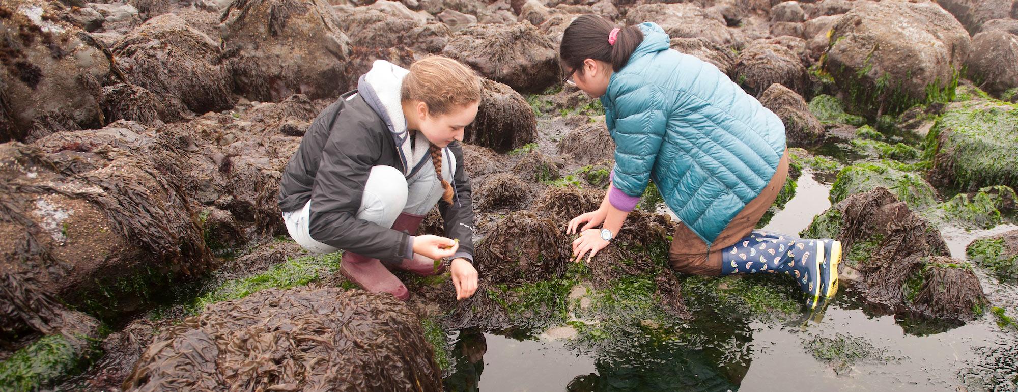 Students examine a tidepool in Bodega Bay, Ca for signs of environmental degradation