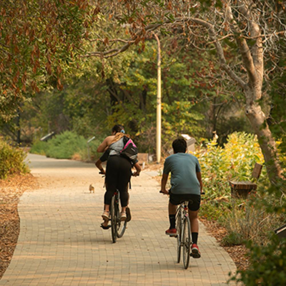 students bicycle together along the uc davis arboretum