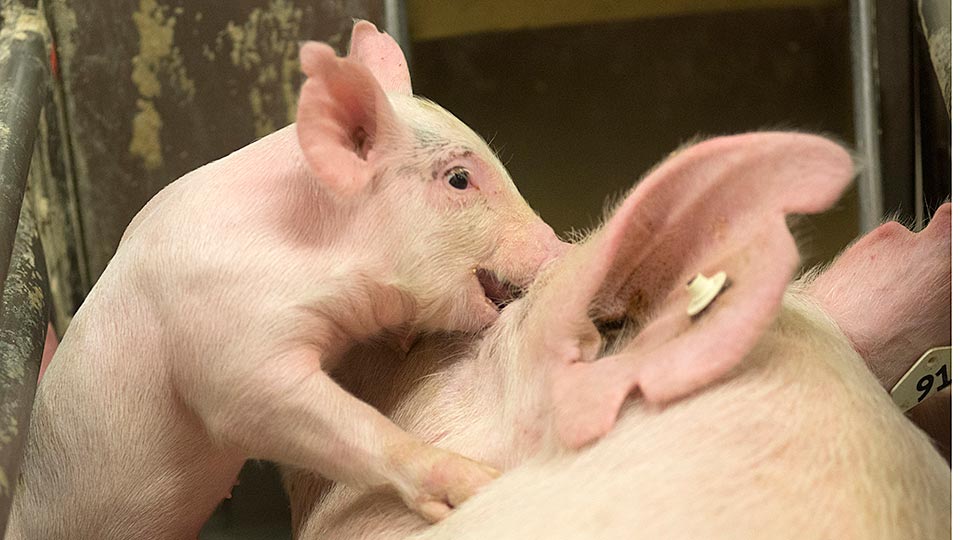 White pig with mouth open stands by white sow's ear