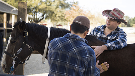 Two men brush a horse